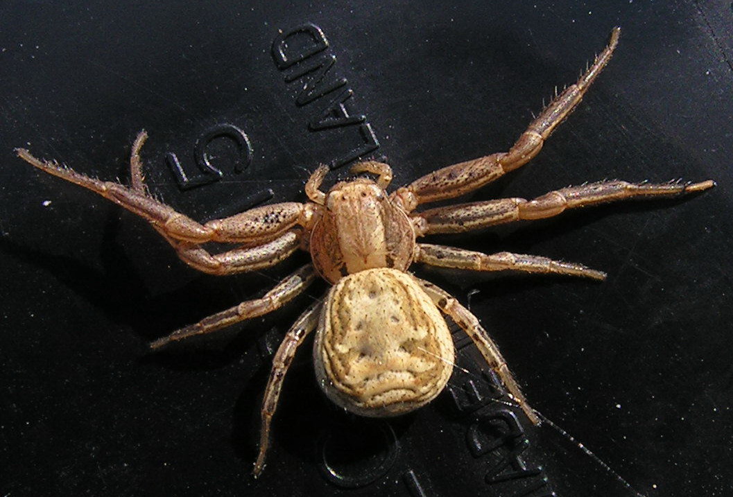 identificazione (Xysticus?)